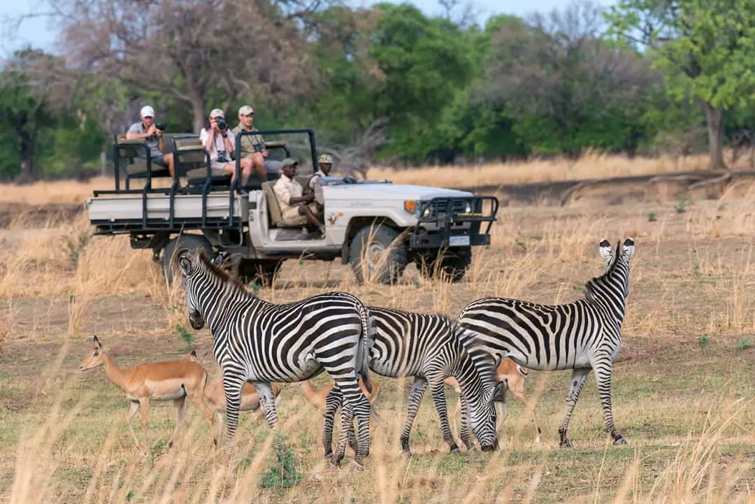 Botswana Game Drive Safari