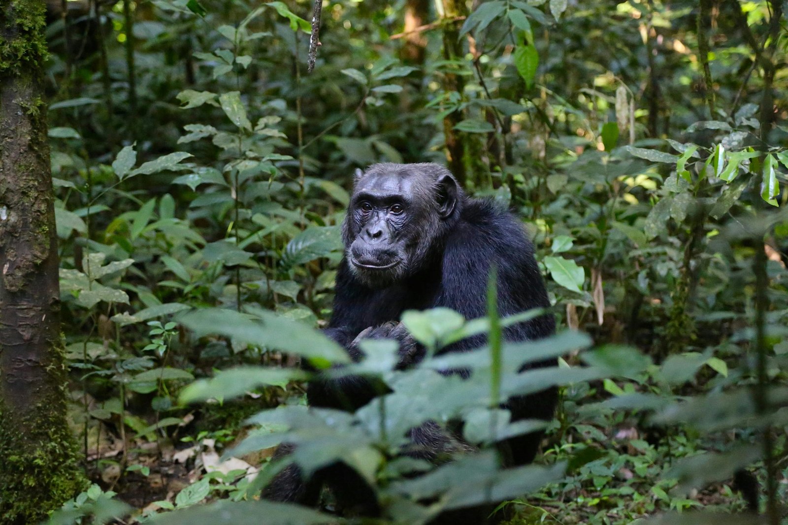 BWINDI IMPENETRABLE NATIONAL PARK