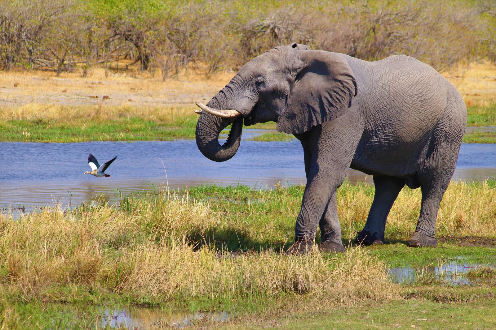 OKAVANGO DELTA